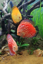 Moving tropical fish
